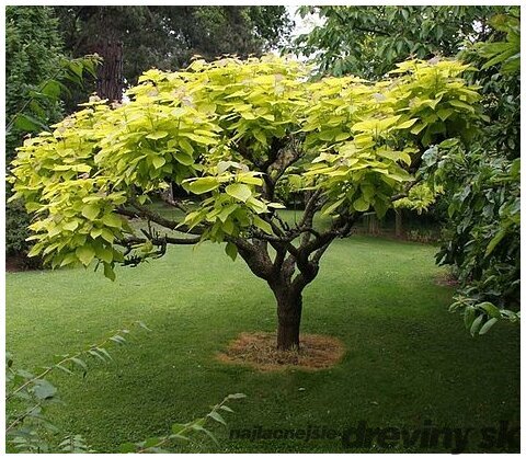Katalpa bignóniovitá Aurea, výška kmienku 120/140 cm, celková výška 180/200 cm, v črepníku Catalpa bignonioides Aurea