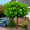 Katalpa bignóniovitá Nana na kmienku v črepníku 180/200 cm, obvod 8/10 cm Catalpa Bignonioides Nana