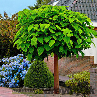 Katalpa bignóniovitá Nana na kmienku v črepníku 180/200 cm, obvod 8/10 cm Catalpa Bignonioides Nana