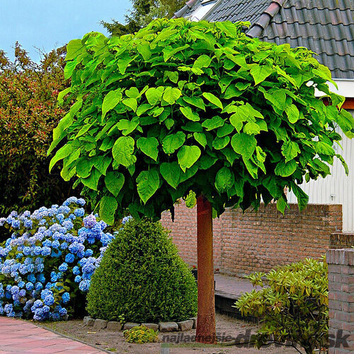 Katalpa bignóniovitá Nana na kmienku v črepníku 180/200 cm, obvod 8/10 cm Catalpa Bignonioides Nana