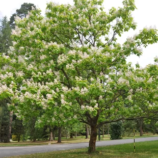 Katalpa bignóniovitá Nana obvod 14/16cm, výška 300/+cm, v črepníku Catalpa bignonioides