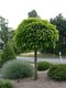 Katalpa bignóniovitá Nana obvod kmienku 14/16 cm, ﻿200/220 cm, v črepníku Catalpa bignonioides Nana