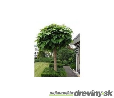 Katalpa Nana na kmienku 180/200 cm, obvod kmienku 6/8 cm, v črepníku Catalpa Bignonioides Nana