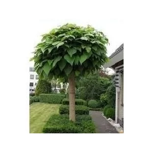 Katalpa Nana na kmienku 180/200 cm, obvod kmienku 6/8 cm, v črepníku Catalpa Bignonioides Nana