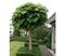 Katalpa Nana na kmienku 180/200 cm, obvod kmienku 6/8 cm, v črepníku Catalpa Bignonioides Nana