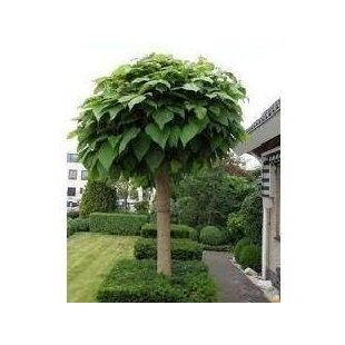 Katalpa Nana na kmienku 180/200 cm, obvod kmienku 6/8 cm, v črepníku Catalpa Bignonioides Nana