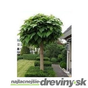 Katalpa Nana na kmienku 180/200 cm, obvod kmienku 6/8 cm, v črepníku Catalpa Bignonioides Nana