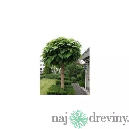 Katalpa Nana na kmienku 180/200 cm, obvod kmienku 6/8 cm, v črepníku Catalpa Bignonioides Nana