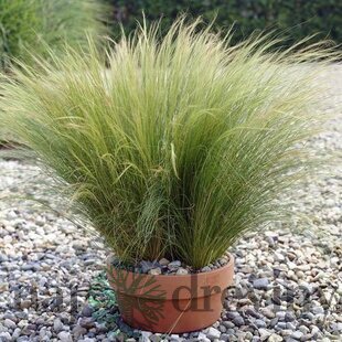 Kavyľ perovitý ‘Pony Tails‘, výška 20/30 cm, v črepníku P9 Stipa tenuissima ‘Pony Tails‘
