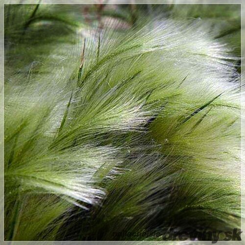 Kavyľ perovitý ‘Pony Tails‘, výška 35/45 cm, v črepníku Stipa tenuissima ‘Pony Tails‘