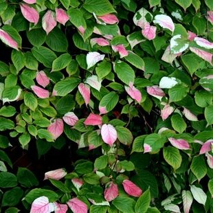 Kiwi dr. Szymanovský, v črepníku Actinidia dr. Szymanovsky