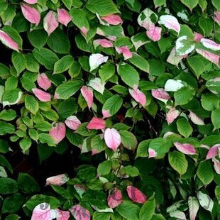 Kiwi dr. Szymanovský, v črepníku Actinidia dr. Szymanovsky