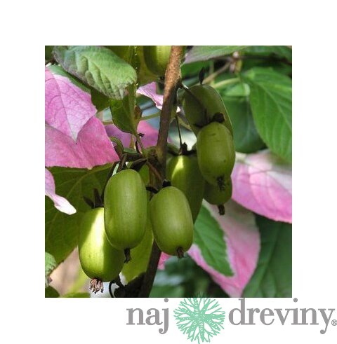 Kiwi Dr. Szymanowski, výška 80/120 cm, v črepníku Actinidia dr. Szymanovsky