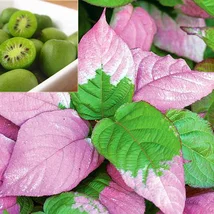 Kiwi Dr. Szymanowski, výška 80/120 cm, v črepníku Actinidia dr. Szymanovsky