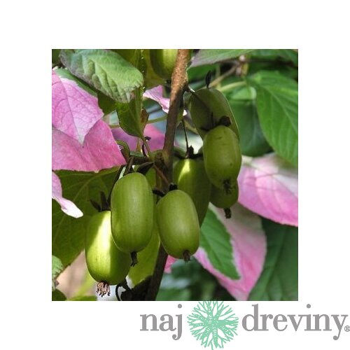 Kiwi Dr. Szymanowski, výška 80/120 cm, v črepníku Actinidia dr. Szymanovsky
