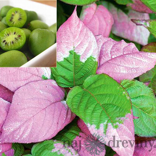 Kiwi Dr. Szymanowski, výška 80/120 cm, v črepníku Actinidia dr. Szymanovsky