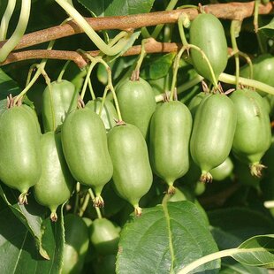 Kiwi Issai, výška 20/40 cm, v črepníku 1,5l Actinidia Issai