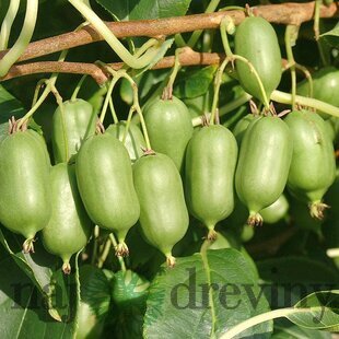 Kiwi Issai, výška 20/40 cm, v črepníku 1,5l Actinidia Issai