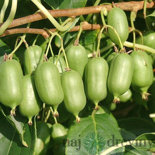 Kiwi Issai, výška 20/40 cm, v črepníku 1,5l Actinidia Issai