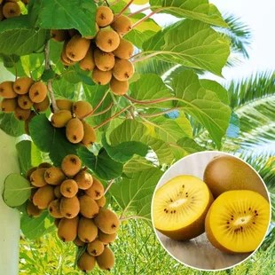 Kiwi Issai, výška 80/100 cm, v črepníku Actinidia Issai