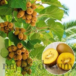 Kiwi Issai, výška 80/100 cm, v črepníku Actinidia Issai