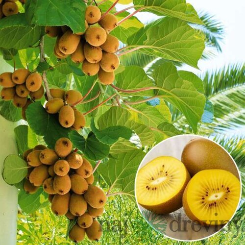 Kiwi Issai, výška 80/100 cm, v črepníku Actinidia Issai