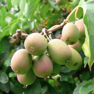 Kiwi Weiki, výška 70/80 cm, v črepníku Actinidia Weiki