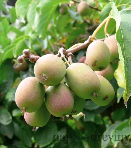 Kiwi Weiki, výška 70/80 cm, v črepníku Actinidia Weiki