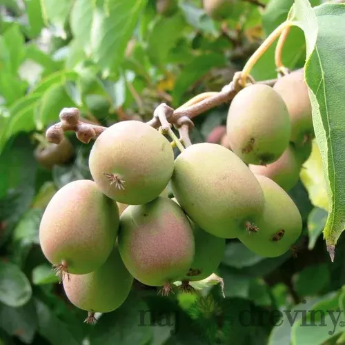 Kiwi Weiki, výška 70/80 cm, v črepníku Actinidia Weiki