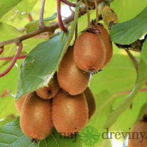 Kiwi Zakarpacie, výška 70/80 cm, v črepníku Actinidia hybrid Zakarpacie