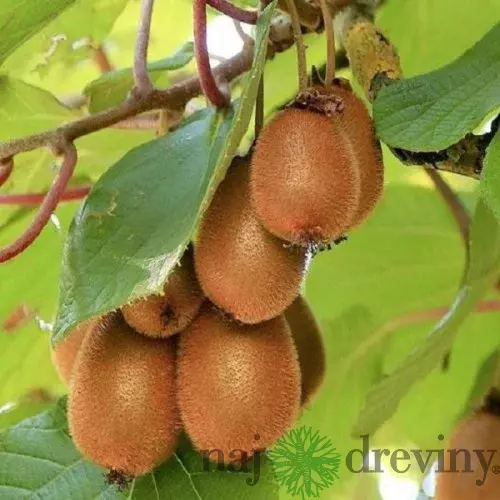 Kiwi Zakarpacie, výška 70/80 cm, v črepníku Actinidia hybrid Zakarpacie