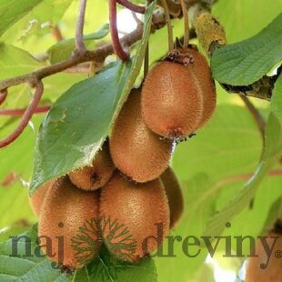 Kiwi Zakarpacie, výška 70/80 cm, v črepníku Actinidia hybrid Zakarpacie