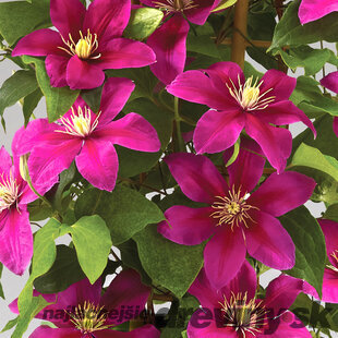 Klematis BOULEVARD ACROPOLIS ‘Evipo078‘, výška 40/+ cm, v črepníku Clematis BOULEVARD ACROPOLIS ‘Evipo078‘
