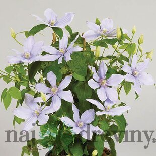 Klematis BOULEVARD BERNARDINE ‘Evipo061‘, výška 40/+ cm, v črepníku Clematis BOULEVARD BERNADINE ‘Evipo061‘