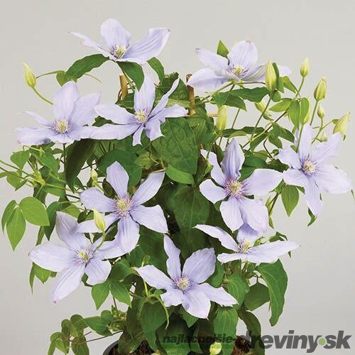 Klematis BOULEVARD BERNARDINE ‘Evipo061‘, výška 40/+ cm, v črepníku Clematis BOULEVARD BERNADINE ‘Evipo061‘