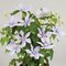 Klematis BOULEVARD BERNARDINE ‘Evipo061‘, výška 40/+ cm, v črepníku Clematis BOULEVARD BERNADINE ‘Evipo061‘