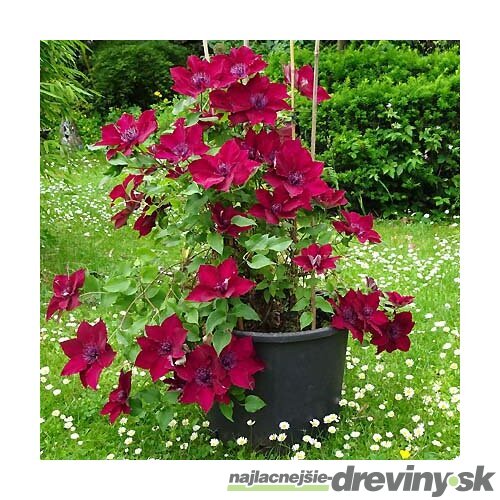 Klematis BOULEVARD NUBIA ‘Evipo079‘, výška 40/+ cm, v črepníku Clematis BOULEVARD NUBIA ‘Evipo079‘
