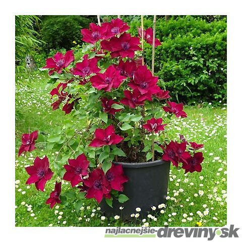 Klematis BOULEVARD NUBIA ‘Evipo079‘, výška 40/+ cm, v črepníku Clematis BOULEVARD NUBIA ‘Evipo079‘