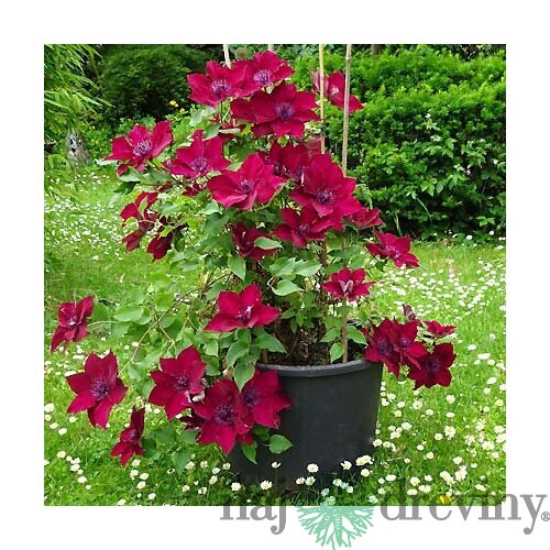 Klematis BOULEVARD NUBIA ‘Evipo079‘, výška 40/+ cm, v črepníku Clematis BOULEVARD NUBIA ‘Evipo079‘