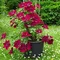 Klematis BOULEVARD NUBIA ‘Evipo079‘, výška 40/+ cm, v črepníku Clematis BOULEVARD NUBIA ‘Evipo079‘
