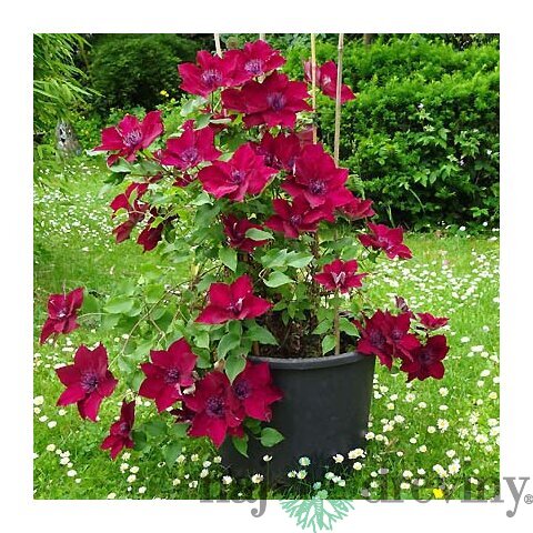 Klematis BOULEVARD NUBIA ‘Evipo079‘, výška 40/+ cm, v črepníku Clematis BOULEVARD NUBIA ‘Evipo079‘