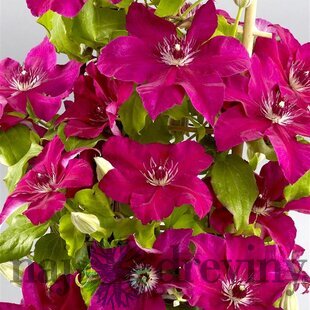 Klematis DAIYU ‘Evipo083‘, výška 40/+ cm, v črepníku Clematis DAIYU ‘Evipo083‘