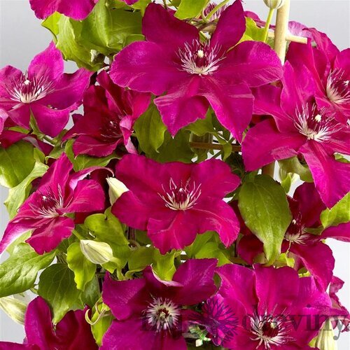 Klematis DAIYU ‘Evipo083‘, výška 40/+ cm, v črepníku Clematis DAIYU ‘Evipo083‘