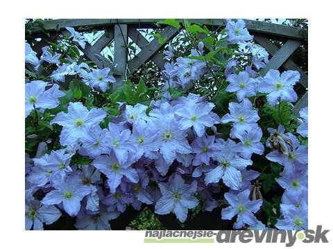 Klematis - plamiekok veľkokvetý Blue Angel, 40/60cm, v črepníku 2l Clematis Blue Angel