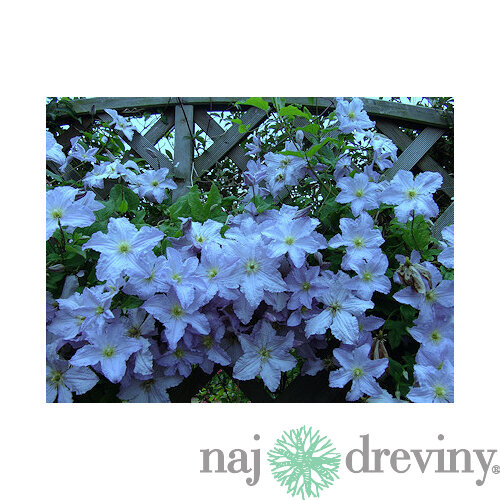 Klematis - plamiekok veľkokvetý Blue Angel, 40/60cm, v črepníku 2l Clematis Blue Angel