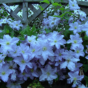 Klematis - plamiekok veľkokvetý Blue Angel, 40/60cm, v črepníku 2l Clematis Blue Angel