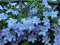 Klematis - plamiekok veľkokvetý Blue Angel, 40/60cm, v črepníku 2l Clematis Blue Angel