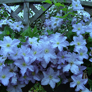 Klematis - plamiekok veľkokvetý Blue Angel, 40/60cm, v črepníku 2l Clematis Blue Angel
