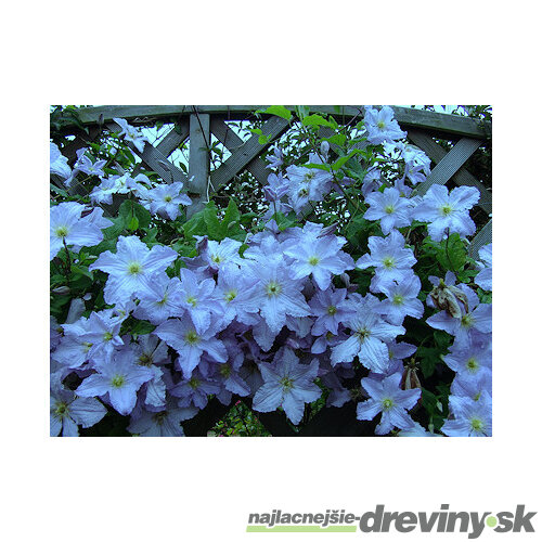 Klematis - plamiekok veľkokvetý Blue Angel, 40/60cm, v črepníku 2l Clematis Blue Angel