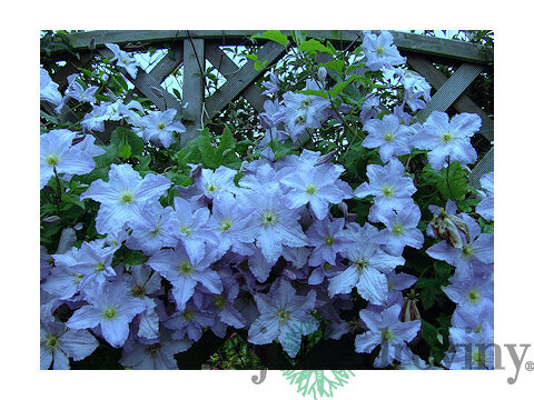 Klematis - plamiekok veľkokvetý Blue Angel, 40/60cm, v črepníku 2l Clematis Blue Angel